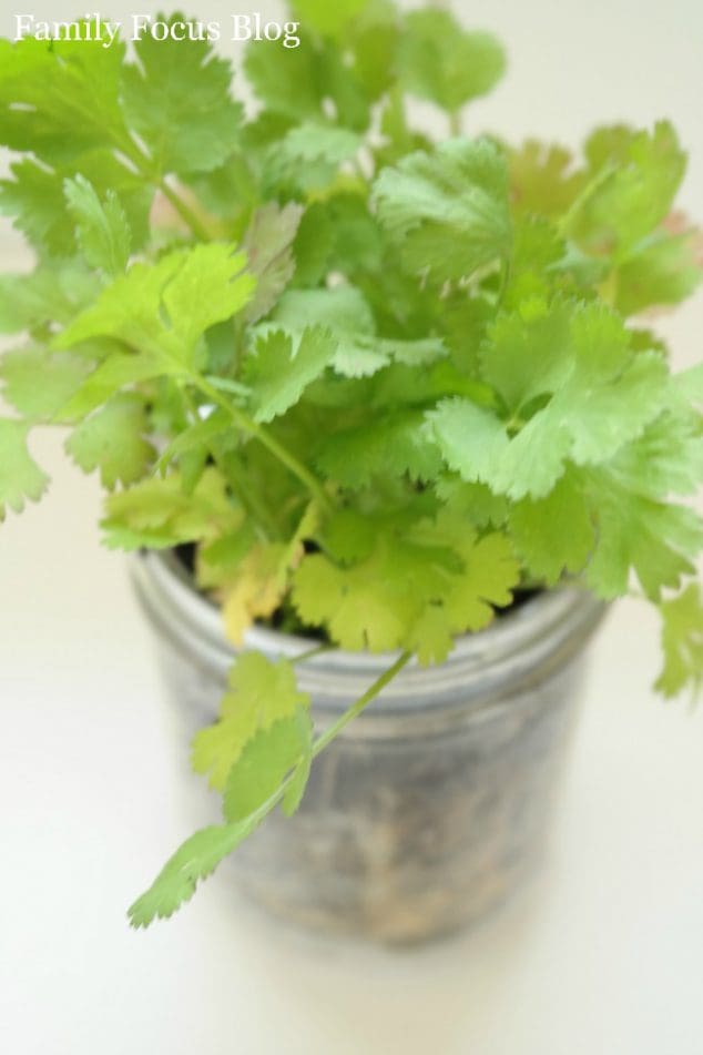  Mason Jar With Herbs