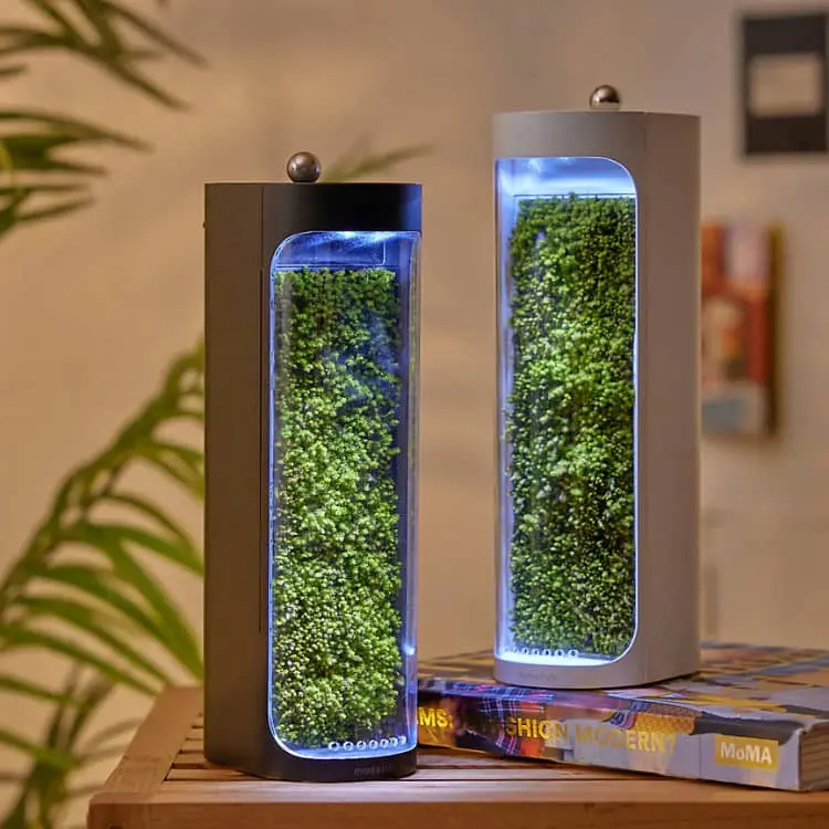 moss air purifier