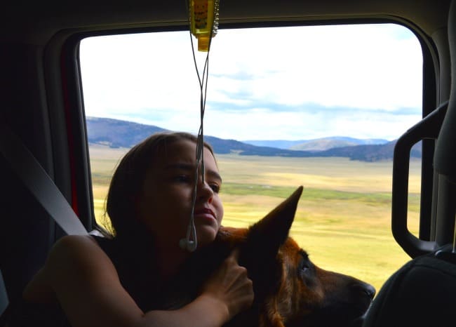 dog car travel tips