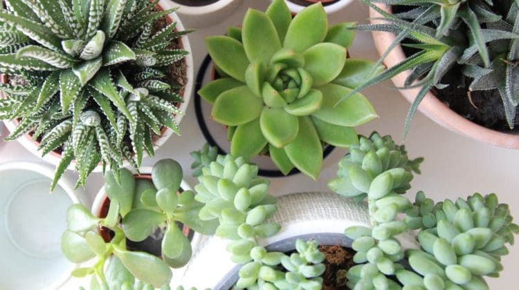 houseplant care
