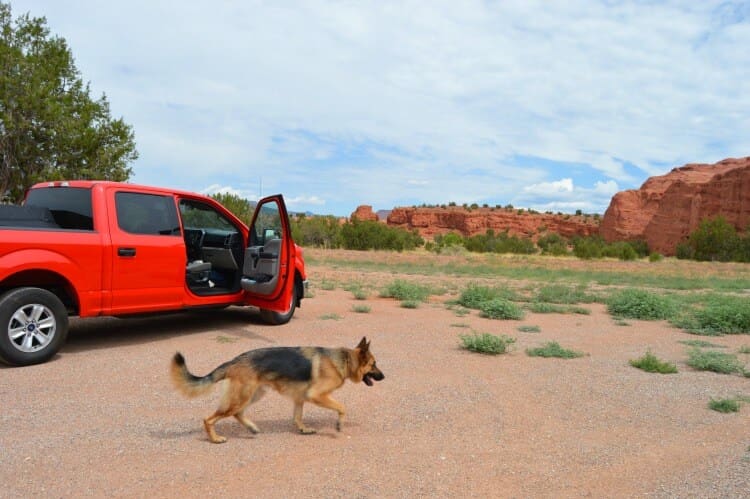 on vacation with your dog