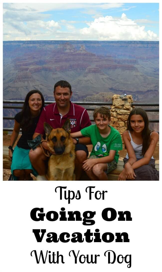 pet travel tips