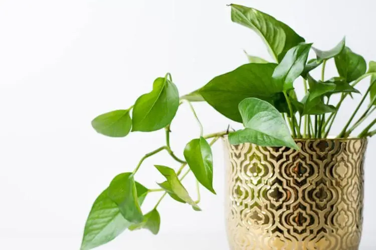 pothos indoor plant