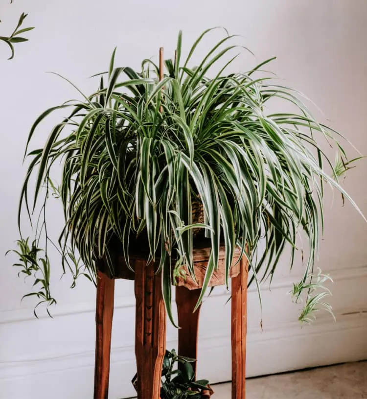 spider plants