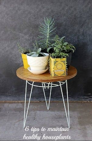 healthy houseplants